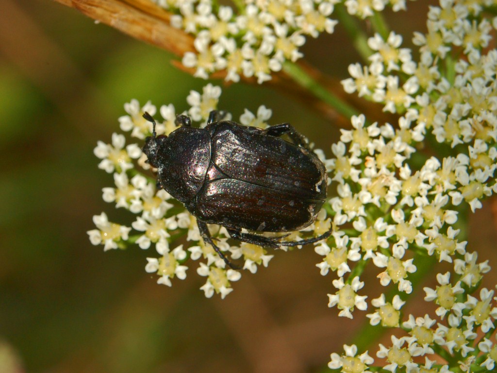 Tropinota squalida e due Oxythyrea sp.